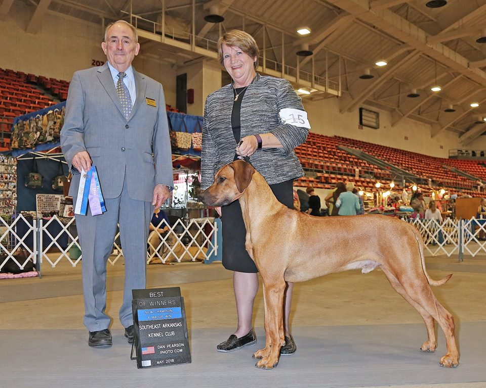 rr Rhodesian Ridgeback VEGAS BEST DI MAGIJA фото№1
