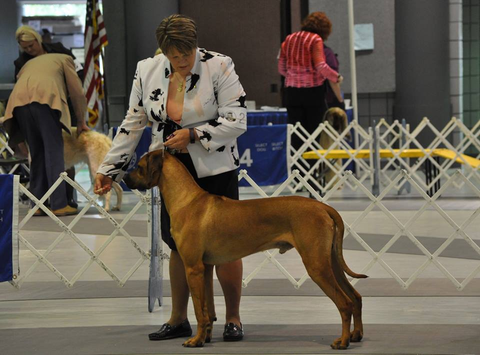 rr Rhodesian Ridgeback VEGAS BEST DI MAGIJA фото№2