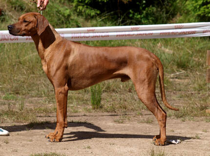 Rhodesian Ridgeback ADIEN JIM BAWEANS HOPE фото№1