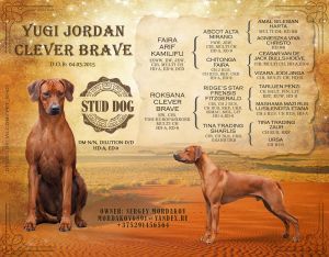 Rhodesian Ridgeback YUGI JORDAN CLEVER BRAVE фото№2