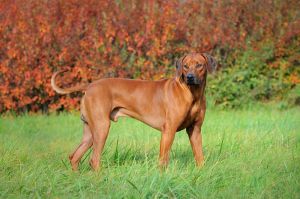 Rhodesian Ridgeback YUGI JORDAN CLEVER BRAVE фото№1