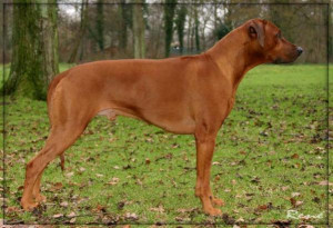 Rhodesian Ridgeback  CEASAR V D JACK  BULLS HOEVE   фото№1