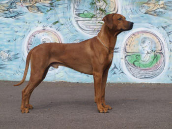 Rhodesian Ridgeback ADIEN JIM BAWEANS HOPE фото№2